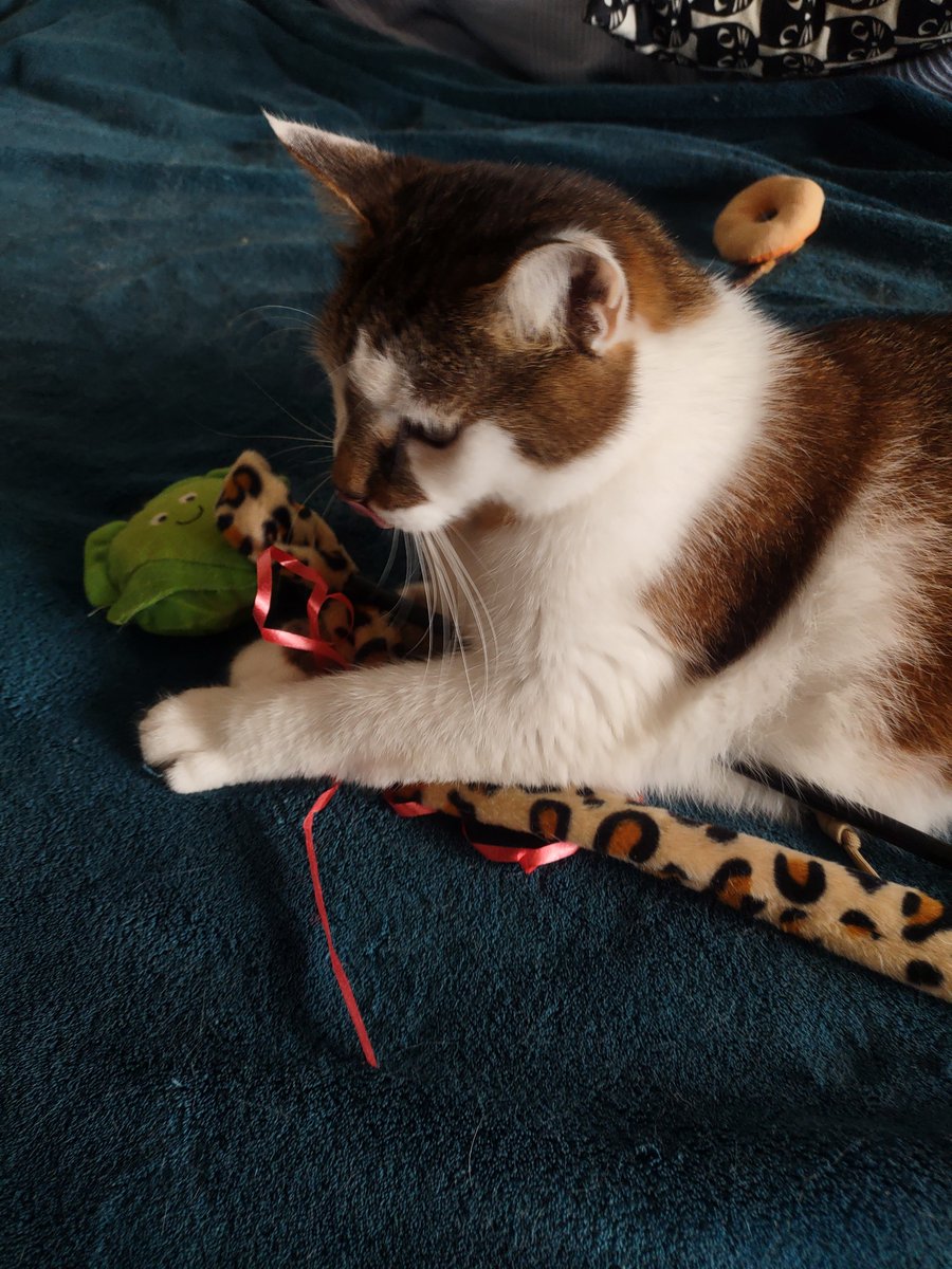 zinnia_elegans1's tweet image. happy #TongueOutTuesday, have a great day mate, hope you are being pampered like kings ๐ป๐ป๐ป sofa #hedgewatch