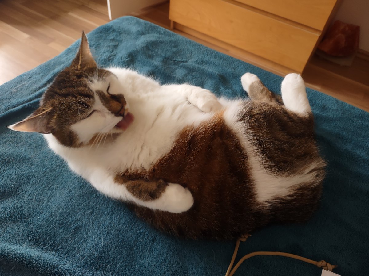 zinnia_elegans1's tweet image. happy #TongueOutTuesday, have a great day mate, hope you are being pampered like kings ๐ป๐ป๐ป sofa #hedgewatch