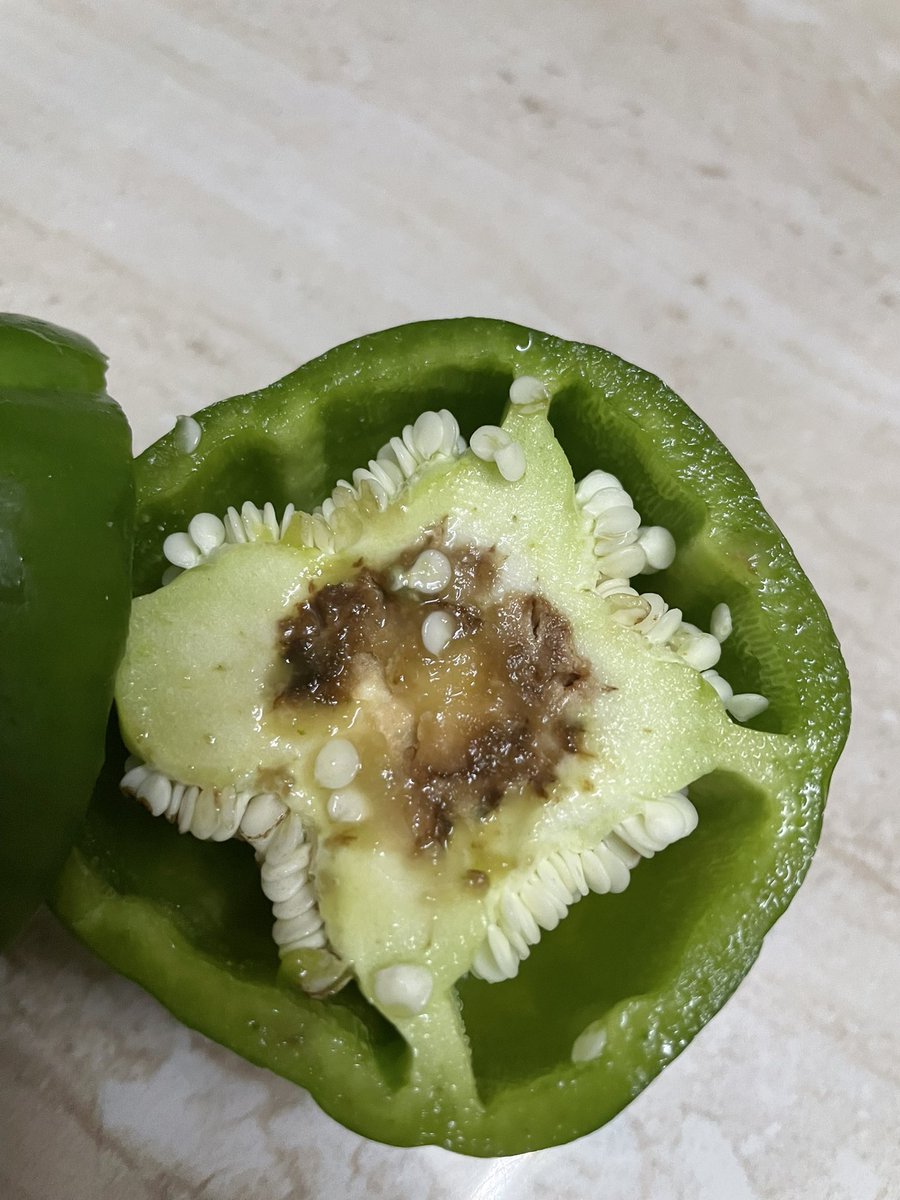 yuvrajs_2621's tweet image. Hey @SwiggyInstamart @Swiggy , is this the “fresh” quality you promise? Ordered capsicum, got this rotten mess instead. Disappointed! 🤢
#SwiggyInstamart #RottenVeggies #QualityCheckFail