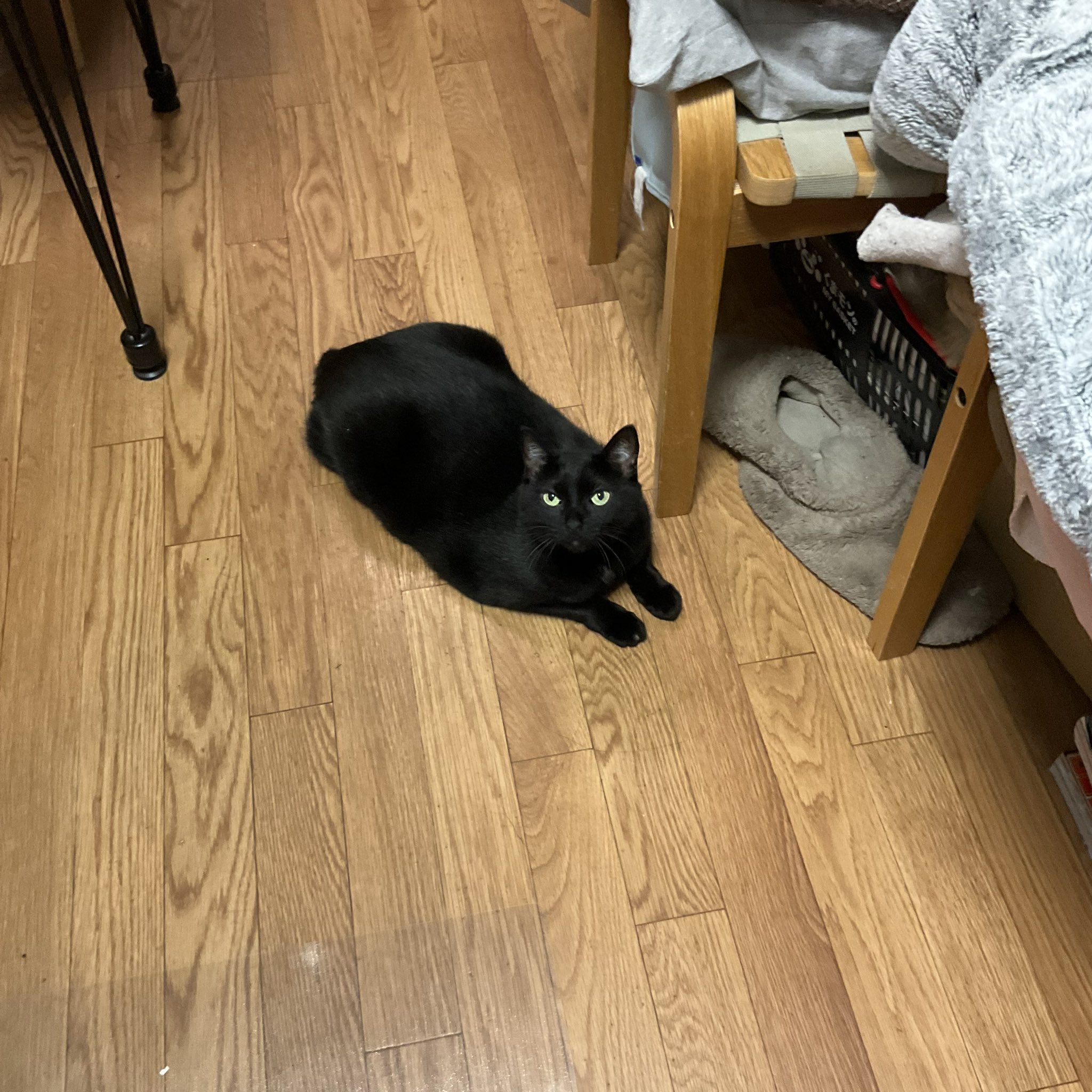 熊猫太郎様 リクエスト 4点 まとめ商品 yoomoo felt works tama | 猫だすけ展 vol.12 宮城県の丸森町に