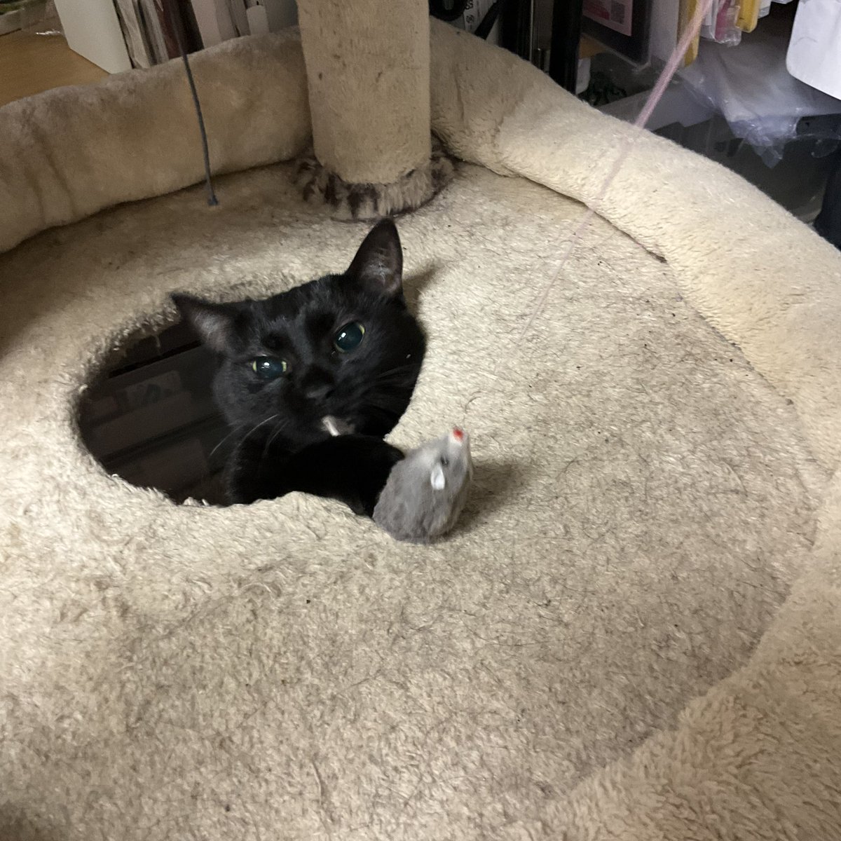 熊猫太郎様 リクエスト 4点 まとめ商品 SSR小熊猫 on X: 