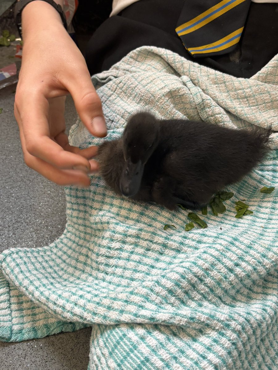 Can’t believe it’s our last science club of the year — and the last one with our little ducklings! 🐥 They’ve grown so fast and gotten so cheeky… it’s been such a joy watching them waddle into their curious (and mischievous) selves.