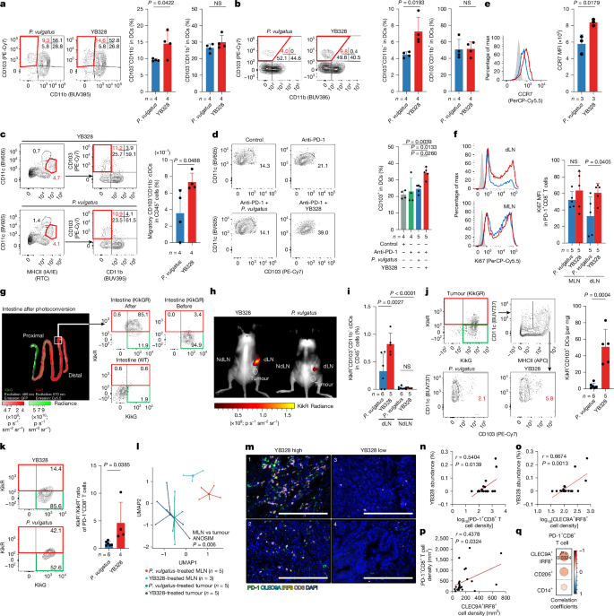 LabWaggoner's tweet photo. Microbiota-driven antitumor immunity mediated by dendritic cell migration @Nature 
https://t.co/3N4Ii7aQbP https://t.co/bHwNchDMaW