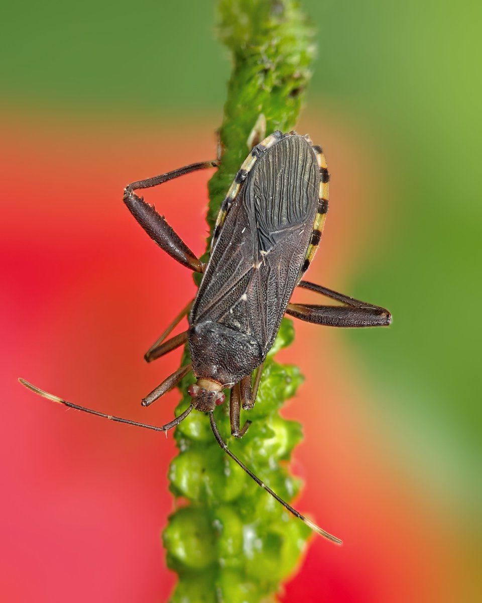 Sritam Kumar Sethy (@sethy_sritam) on Twitter photo Surrounded by the beauty of nature 🪲🏵️❇️
Acanthocoris scaber is a species of leaf-footed bug also called squash bugs & often occurs on pumpkins and squashes.
#BBCWildlifePOTD #wildlifephotography #NaturePhotography #IndiAves #macrophotography Surrounded by the beauty of nature 🪲🏵️❇️
Acanthocoris scaber is a species of leaf-footed bug also called squash bugs & often occurs on pumpkins and squashes.
#BBCWildlifePOTD #wildlifephotography #NaturePhotography #IndiAves #macrophotography