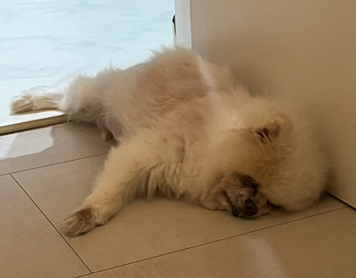 vlsjtz's tweet image. 우리집에 너구리 살고잇슨