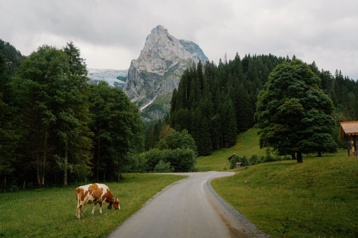 DanielCasson1's tweet image. Rosenlaui Valley //