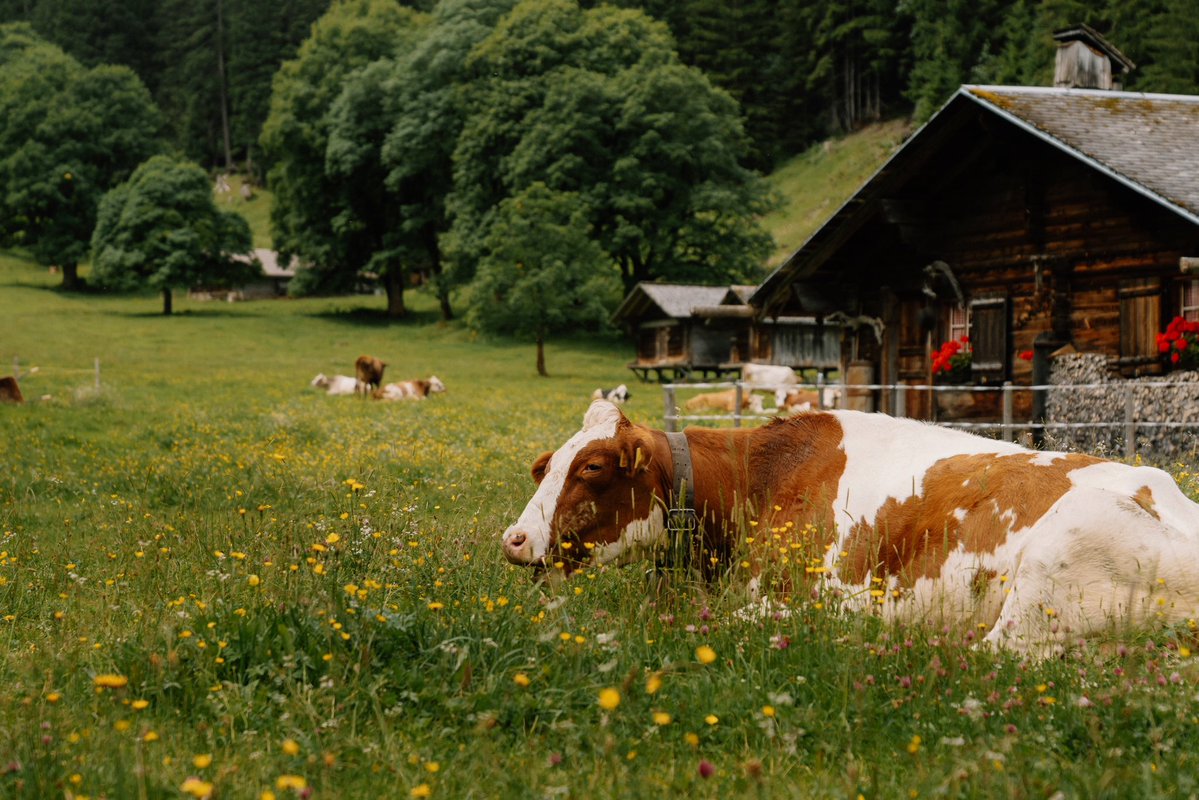 DanielCasson1's tweet image. Rosenlaui Valley //