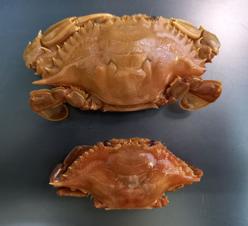 Xiomara Cantera (@xiomara_cantera) on Twitter photo Ya, parecen empanadillas, pero no lo son, estos cangrejos forman parte de la colección de artrópodos del <a href="/mncn_csic/">Museo Nacional de Ciencias Naturales</a> y son unos de los 80 ejemplares que acaban de reidentificar por el bien de la biodiversidad.
mncn.csic.es/es/Comunicaci%… Ya, parecen empanadillas, pero no lo son, estos cangrejos forman parte de la colección de artrópodos del <a href="/mncn_csic/">Museo Nacional de Ciencias Naturales</a> y son unos de los 80 ejemplares que acaban de reidentificar por el bien de la biodiversidad.
mncn.csic.es/es/Comunicaci%…