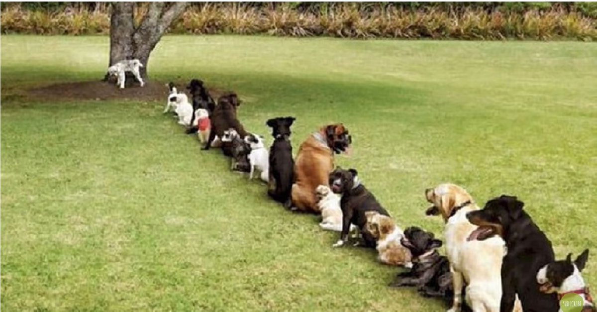 On the lighterside 😁😂👍
When there is only one tree in the dog park. 🐶