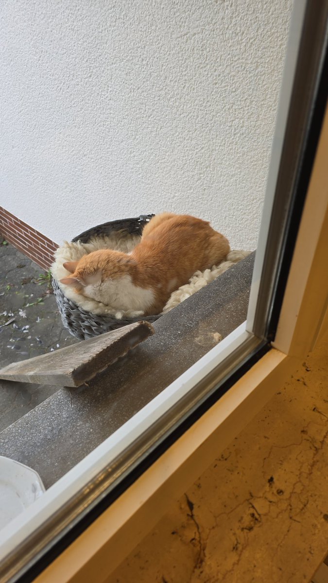 Das ist Garfield, 12 Jahre alt und Freigänger.

Er wohnt in Hessen und sucht dringend nach einem für immer Zuhause.

Bei Interesse DM an <a href="/FunFabi01/">FunFabi01</a> oder mich oder unter diesem Tweet.

Bitte retweeten damit es möglichst viele Leute sehen!!