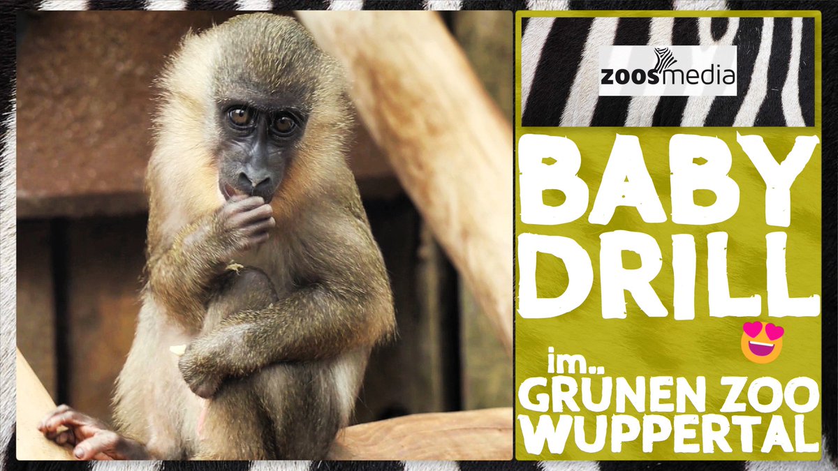 zoosmedia's tweet photo. Zum #ThrowbackThursday schauen wir auf besonderen Nachwuchs im Grünen Zoo Wuppertal:
▷ https://t.co/5Q4eM09sSK
#zoowuppertal #drills #artenschutz #zoos #tiere #babydrill #wuppertal #erhaltungszucht #affen #gruenerzoowuppertal #zoosmatter 🦓 https://t.co/M0lFc7nnQU