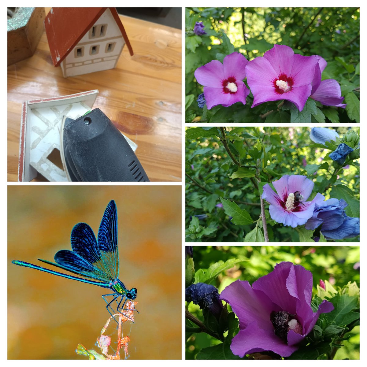 Un petit 👋 tardif.. les premières touches de peinture prennent vie pour préparer Noël. Une petite demoiselle bleue  apparaît , les bourdons s’affairent, les pattes pleines de pollen   .Entre couleurs et nature, l’inspiration est bien là.🌺💓👒😘
#NouvellePhotoDeProfil