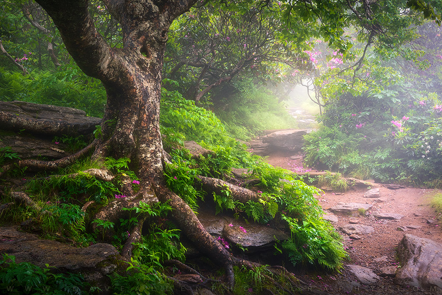 DaveAllenPhoto's tweet image. Firmly Rooted - Hope y&apos;all are having a great week and seeing the good light somewhere!  This one is from a nice foggy day hike in the Blue Ridge Mountains in Western North Carolina, hope you enjoy the view!  😀