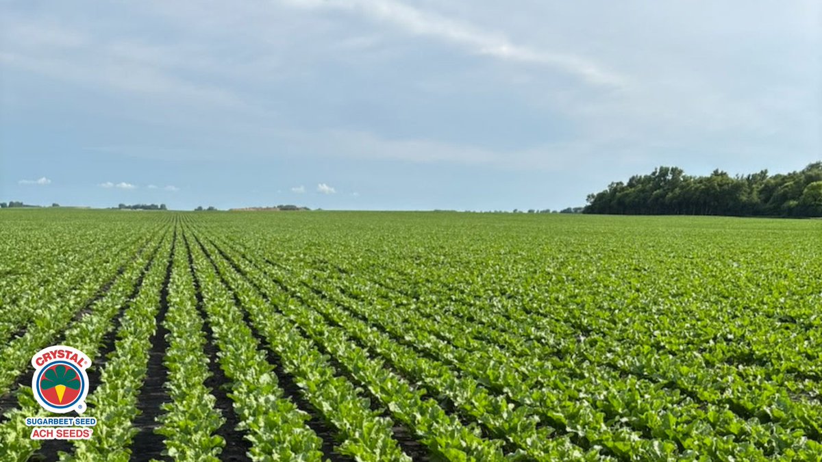 beet_ach's tweet photo. In the land of 10,000 lakes, our crops are lining up for a great season. A picture-perfect moment captured from our Central region 📸🌱 #ACHSeeds https://t.co/9DjfhxN3nE