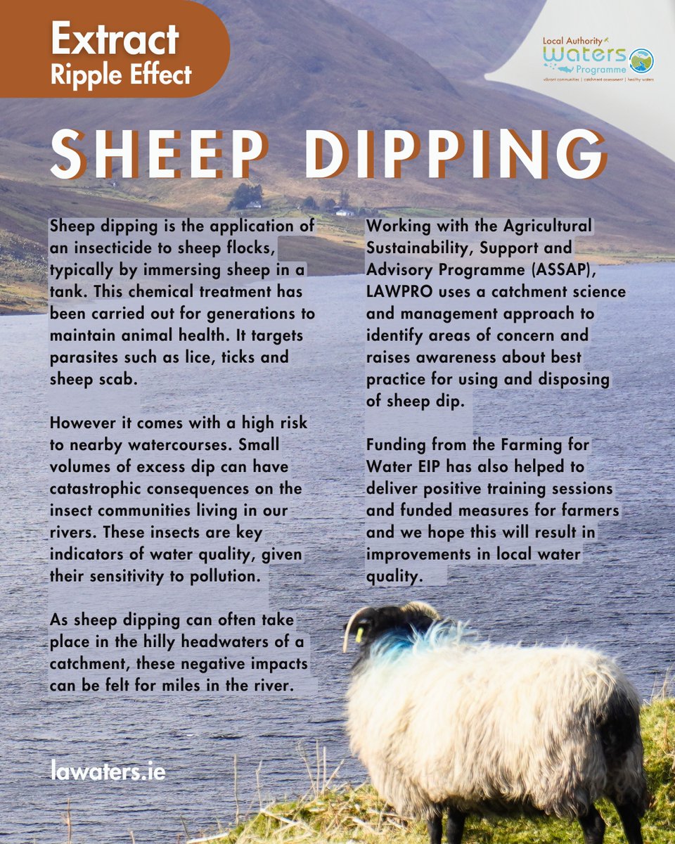 WatersProgramme's tweet image. Our summer issue of Ripple Effect features a story on the impact of sheep dipping on water quality. 🐑
Small volumes of excess dip can have catastrophic consequences on the insect communities living in our rivers.
🔗 Read the full article: bit.ly/44Vybj4