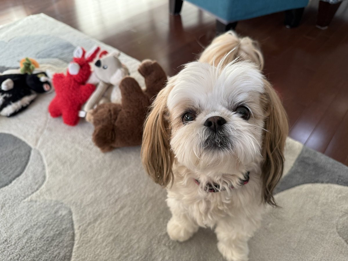 I have  bought out my favourite toys if anyone would like to play
#LetsPlay