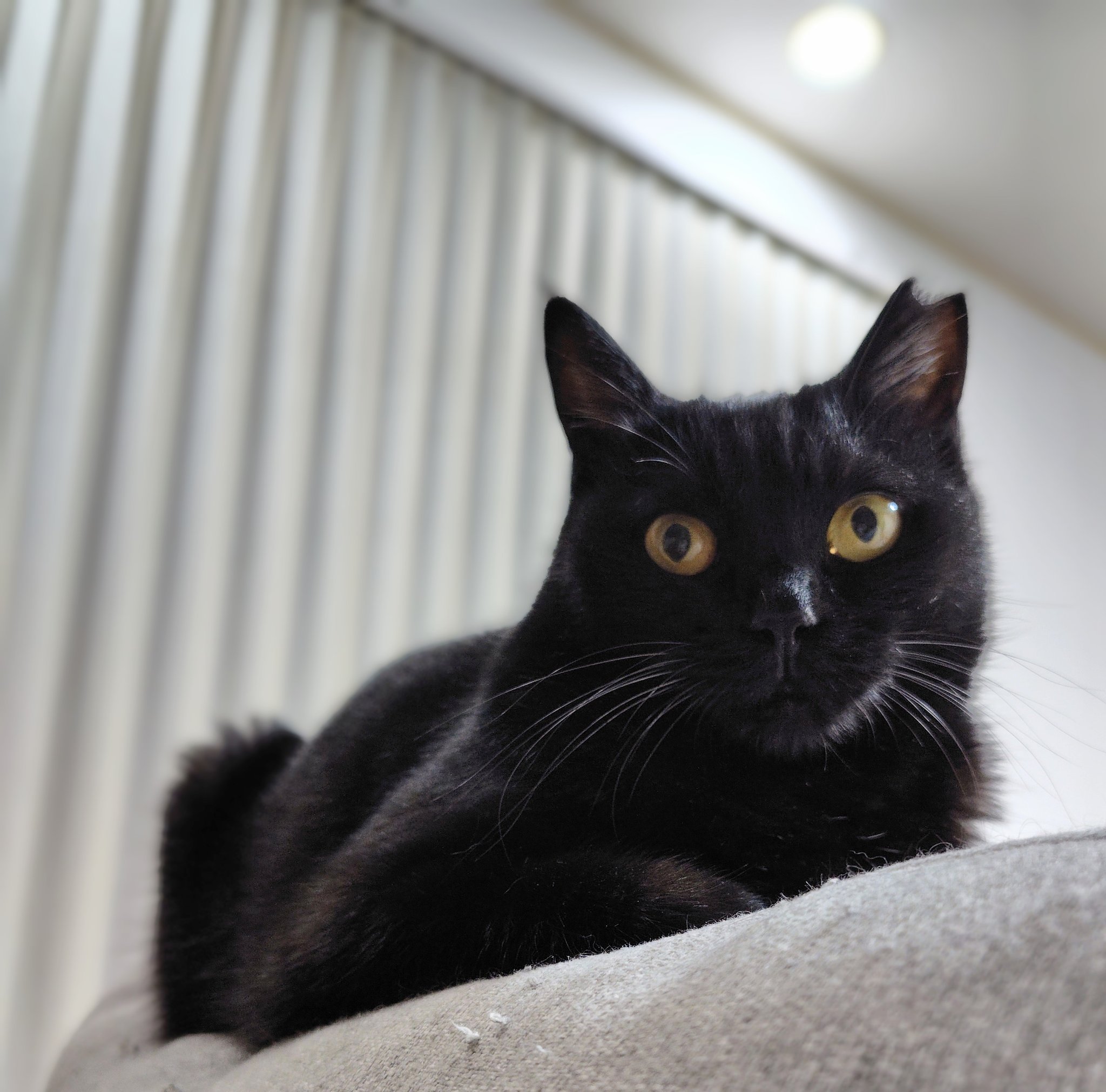 黒猫様♡ありがとうございます♡ 黒猫とOL on X: 