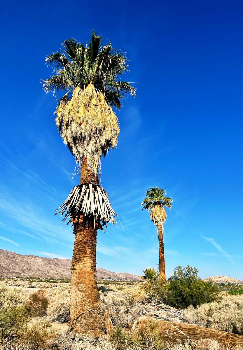 Thick trunk rockin a grass skirt