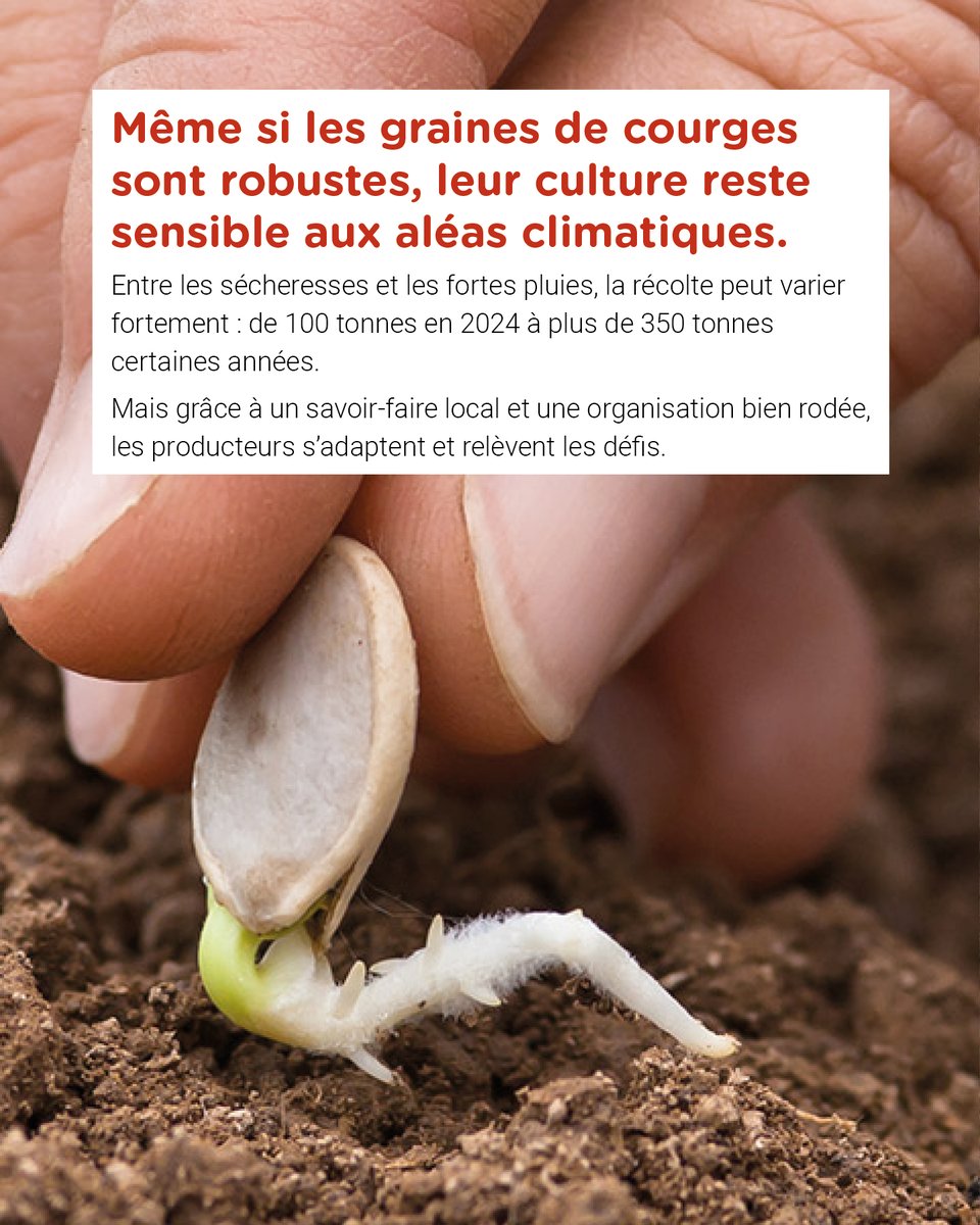 🥗 Longtemps importées, les graines de courges s’ancrent enfin en 🇫🇷 : bio, locales, équitables… et excellentes pour la santé 💪
Riches en oméga 3 &amp; antioxydants, elles ont tout pour plaire !
📣 Et vous, vous les consommez françaises ?
#agroecology #madeinFrance  #Nutrition