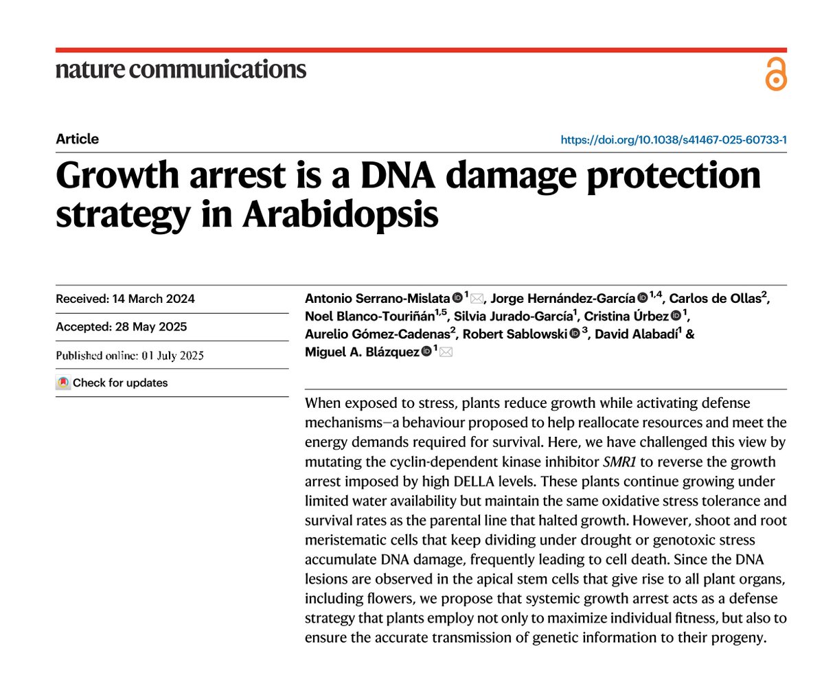 📄 Growth arrest is a DNA damage protection strategy in Arabidopsis
👥 Serrano-Mislat, Hernández-García, Carlos de Ollas, Blanco-Tourián, Jurado-García, Úrbez, Gómez-Cadenas, Sablowski, Alabadi, Miguel A. Blázquez
🔗 f.mtr.cool/mjuumvwpol