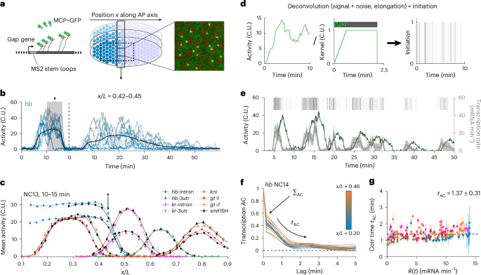 NatureSMB's tweet image. New online! A conserved coupling of transcriptional ON and OFF periods underlies bursting dynamics bit.ly/3Gsnpsm