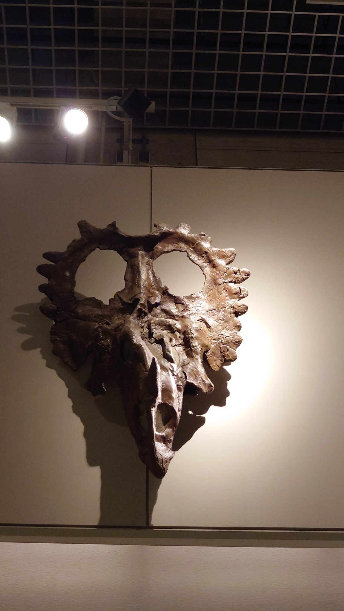 ⭐旧石器・化石⭐ 🪨⚒たけぼ〜 (@kuzuensis) / X