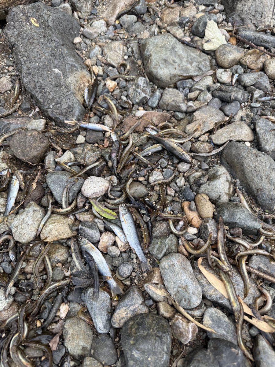 tomoniine's tweet image. 雨が降らなさすぎて
川が干上がって魚があぁぁぁぁ
気候のバランスがおかしいですわ。