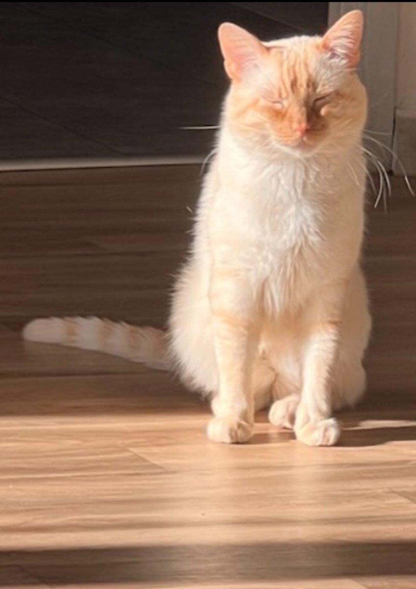 ch_xty's tweet photo. Mon chat traverse une période très difficile et a besoin de soins urgents que je ne peux pas financer seule.
Si vous pouvez faire un don, même petit, ou simplement partager cette cagnotte, ce serait d’une immense aide. Merci du fond du cœur pour votre soutien 💔🐾

Lien 👇🏽👇🏽 https://t.co/4NrjtNogBj