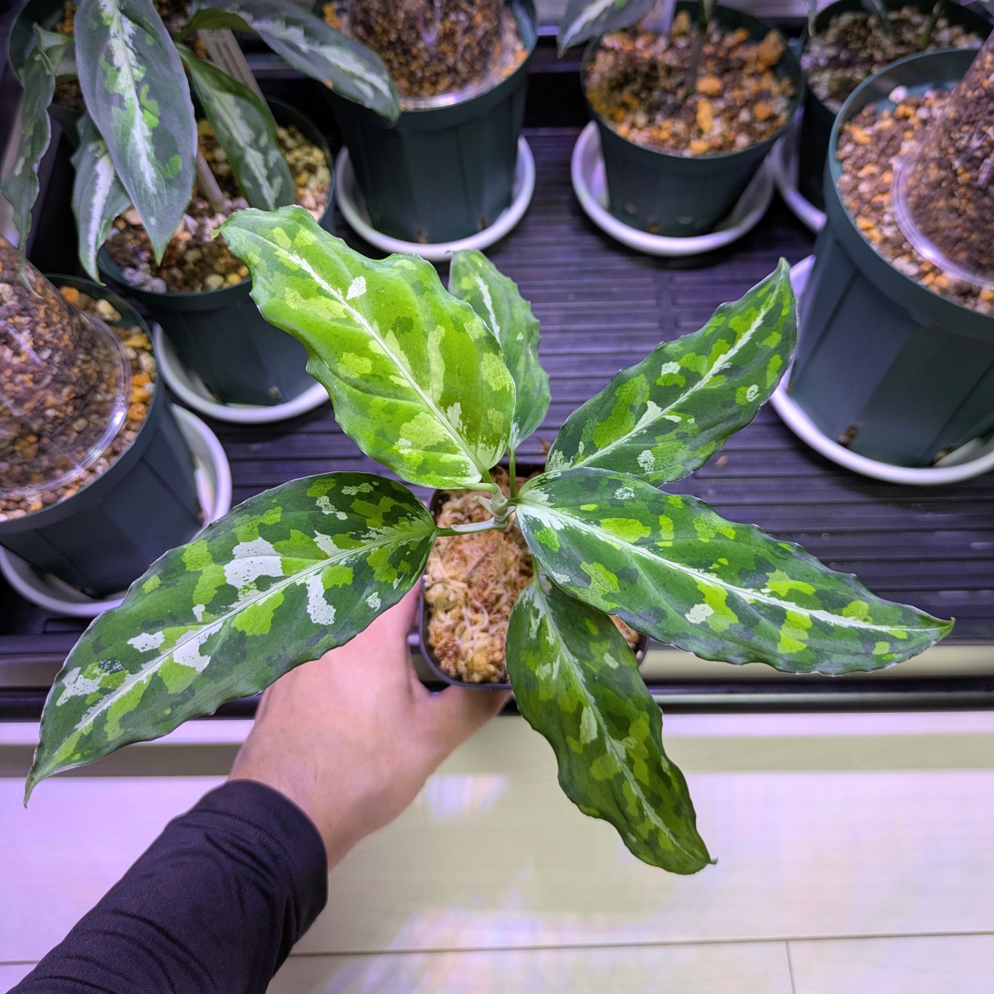 アグラオネマ　LA1016-03j アグラオネマ LA1016-03j Aglaonema pictum AP Aceh, Sumatera, LA1016-03j