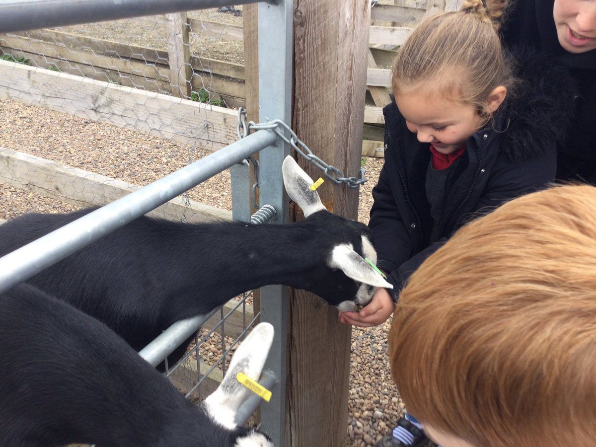 Time to feed the goats. #YumYum