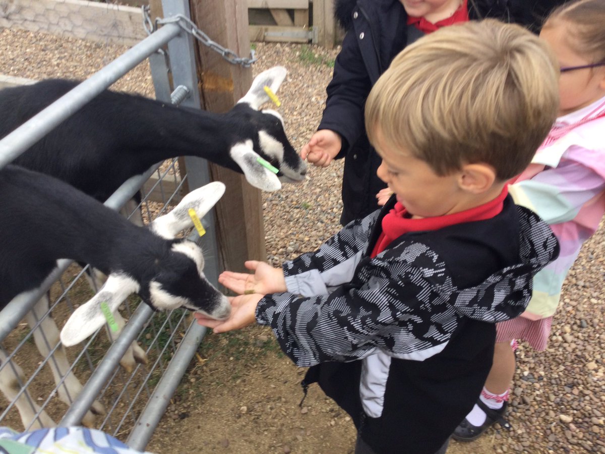 Time to feed the goats. #YumYum