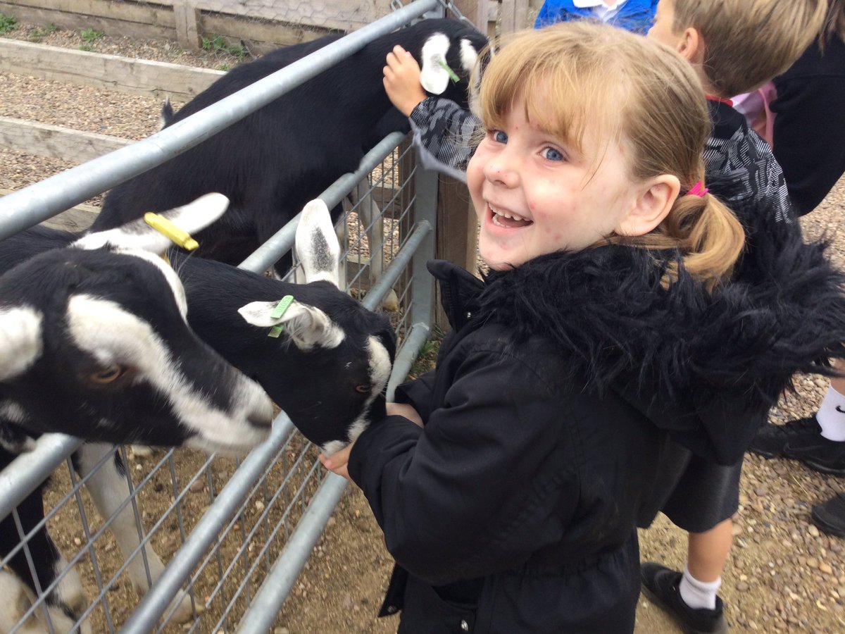 Time to feed the goats. #YumYum