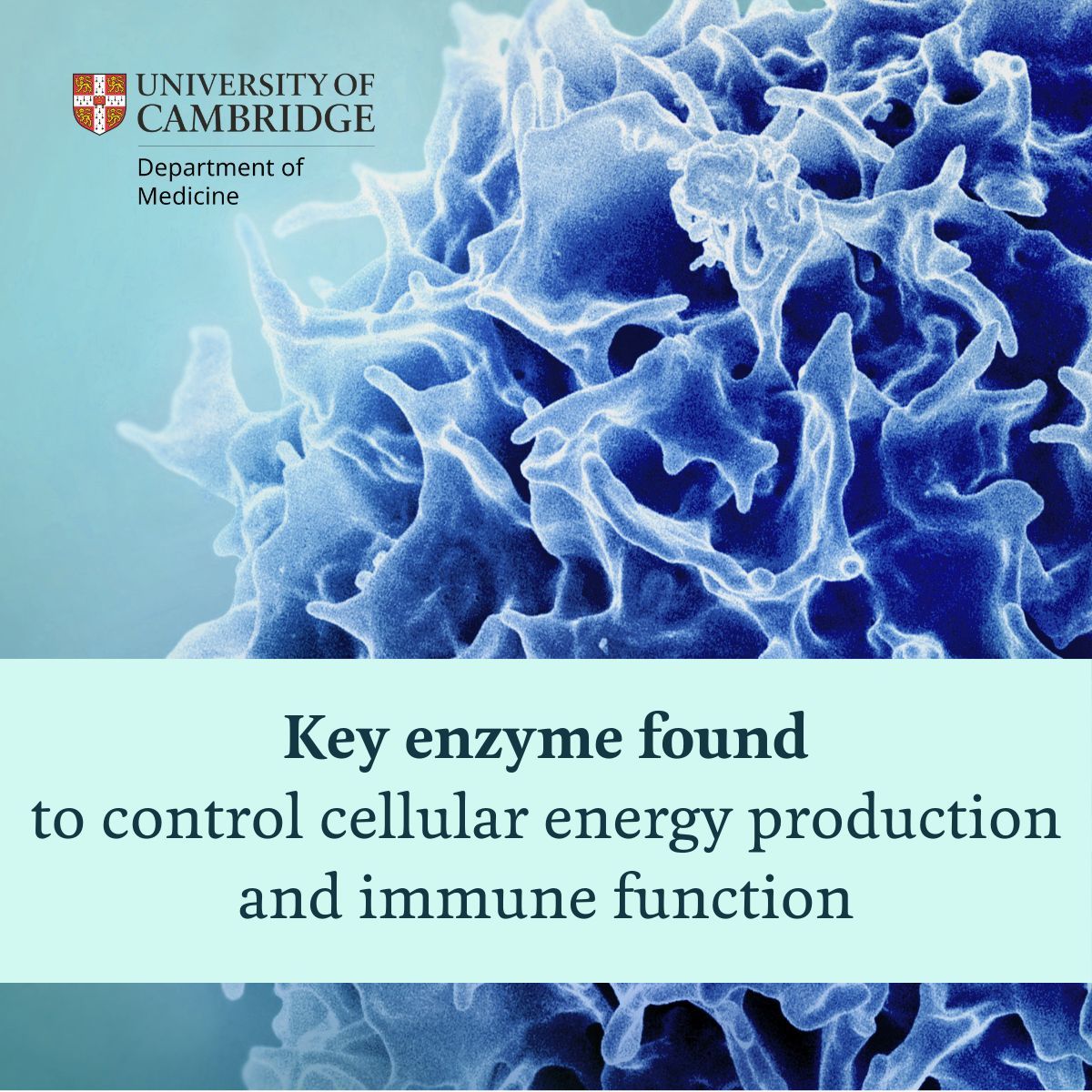 MedCambridge's tweet image. 🧬 New in @nchembio:
Researchers at #CITIID @Cambridge_Uni & @karolinskainst identified #ABHD11 – a key enzyme that controls cellular energy production & immune response. Learn more: buff.ly/ZdOAdLe
@EleanorMinogue @hudsonwilco @JamesNathanLab