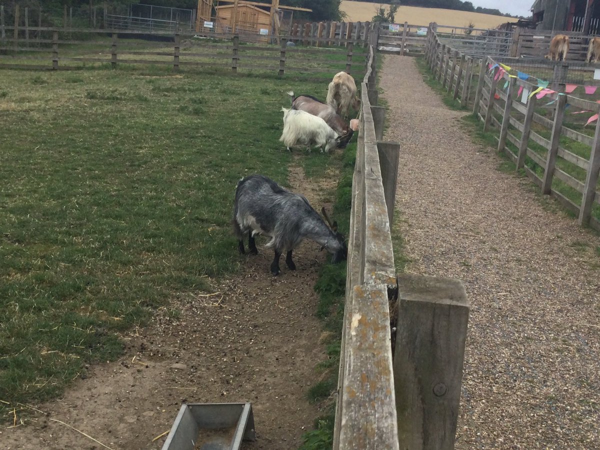 Visiting the animals.