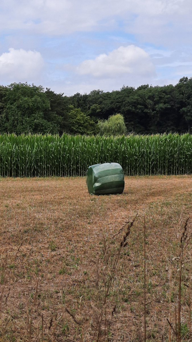 L_Philippot's tweet image. Dans l'Eure, les agriculteurs innovent. Cette année, ils cultivent des chamallows bi goût
#CeuxQuiNousNourrissent