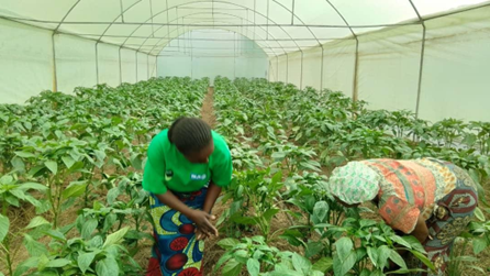 IImbaraga's tweet photo. Green pepper are germinating . https://t.co/ydIoEYhqSy