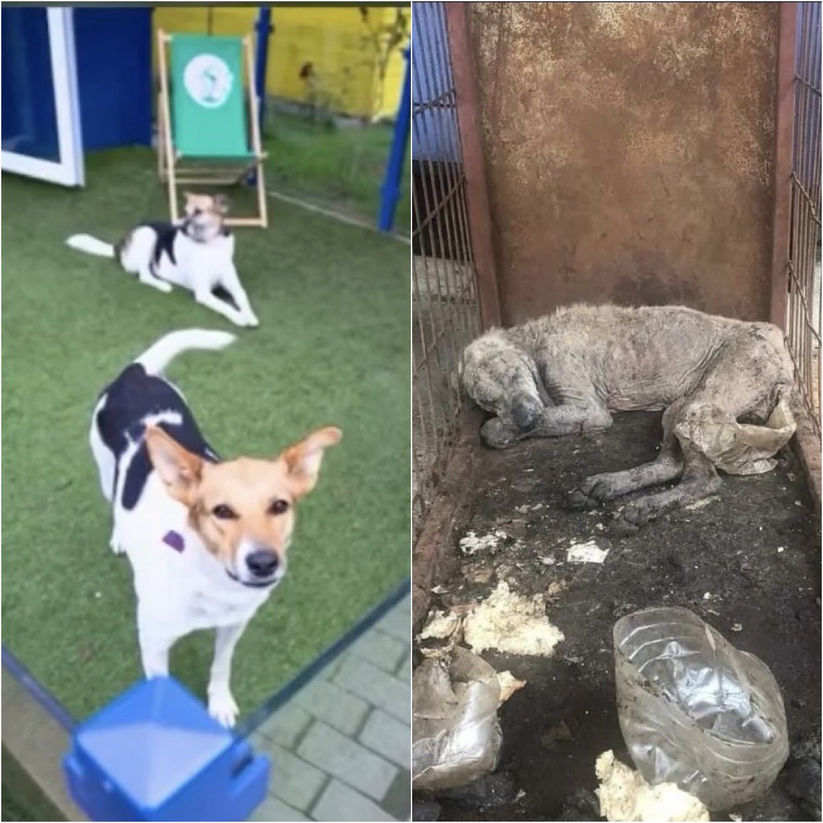 angrybirdybee's tweet photo. Avrupada sokakta köpek yok diyerek örnek gösterenler,Avrupa barınaklarını örnek almıyorlar 👇

Avrupada barınak          Türkiyede barınak https://t.co/3e2O64qR1m