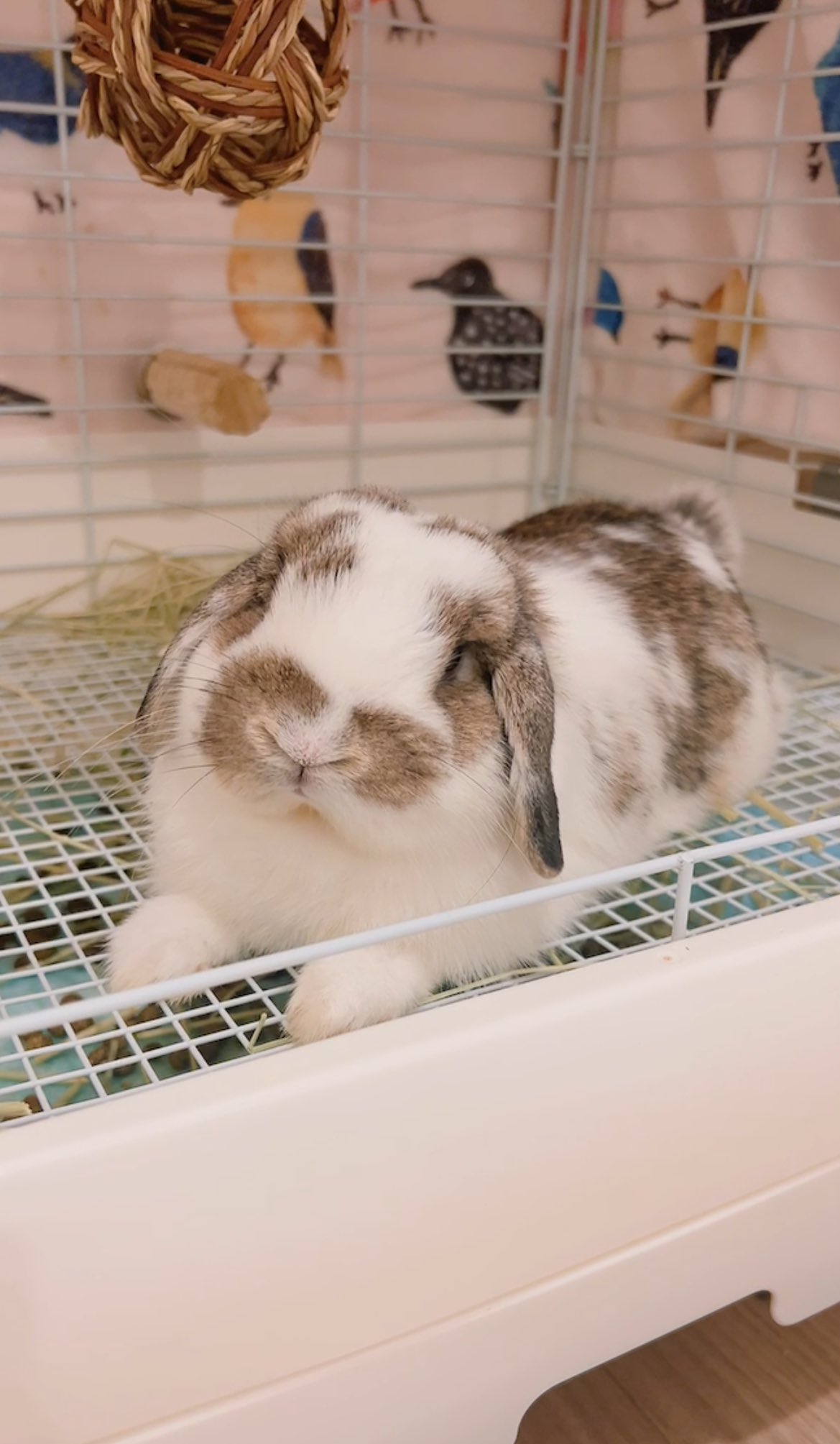 おれんじうさぎです。 maxresdefault.jpg