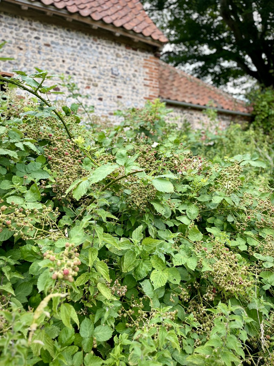 The bramble harvest this year is, unless the weather changes materially over the next few weeks, going to be absolutely phenomenal