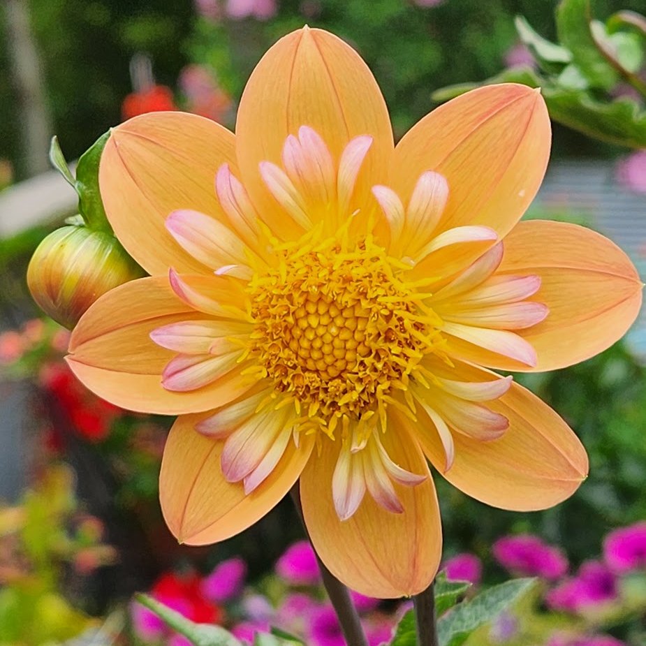 💛💗💛🌞Good morning 🌞#DailyDahlia