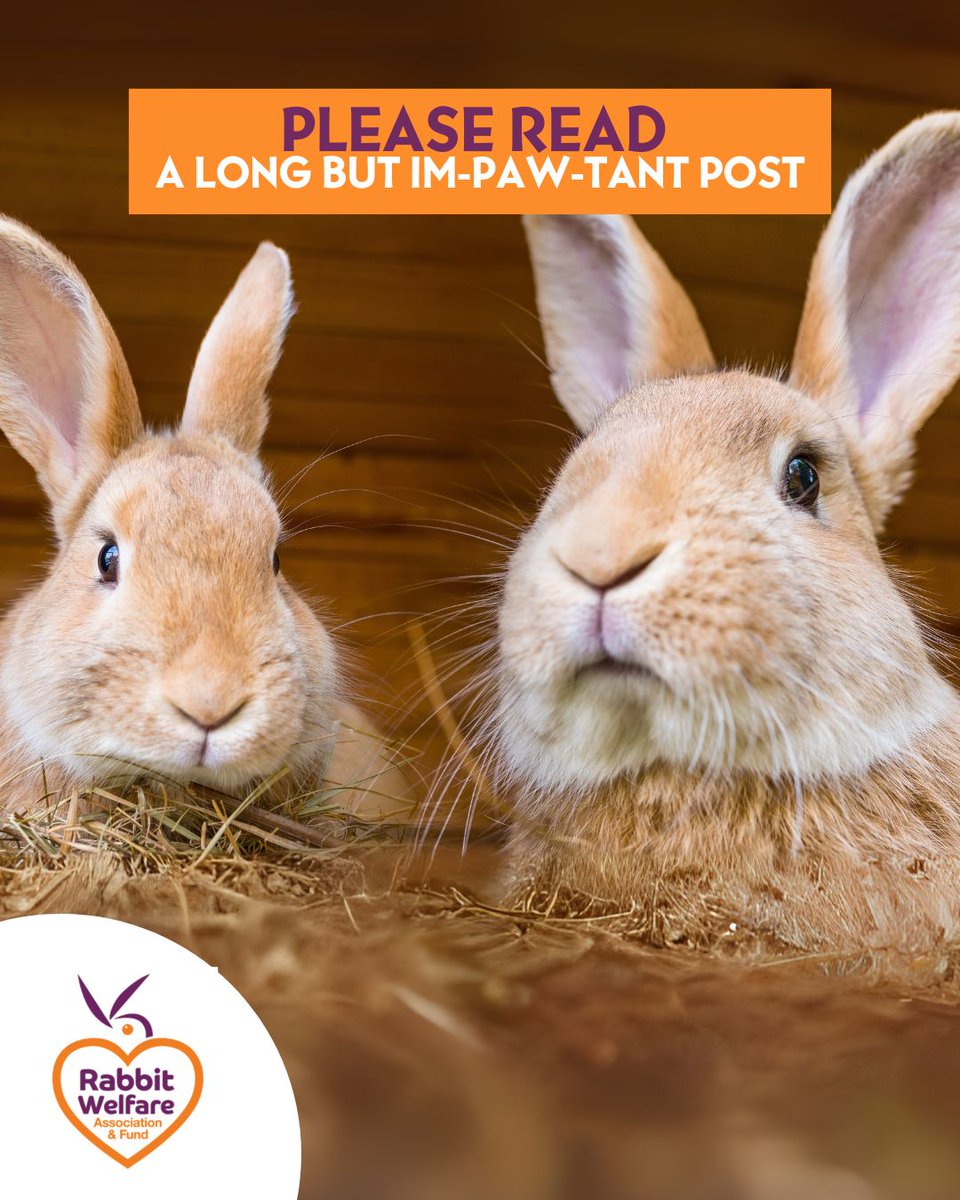 RabbitRWAF's tweet image. We need your help! And so do the rabbits, and it is desperate!
Please read this post on our Facebook page to find out more:
facebook.com/RabbitRWAF/pos…
#AdoptDontShop #RWAF