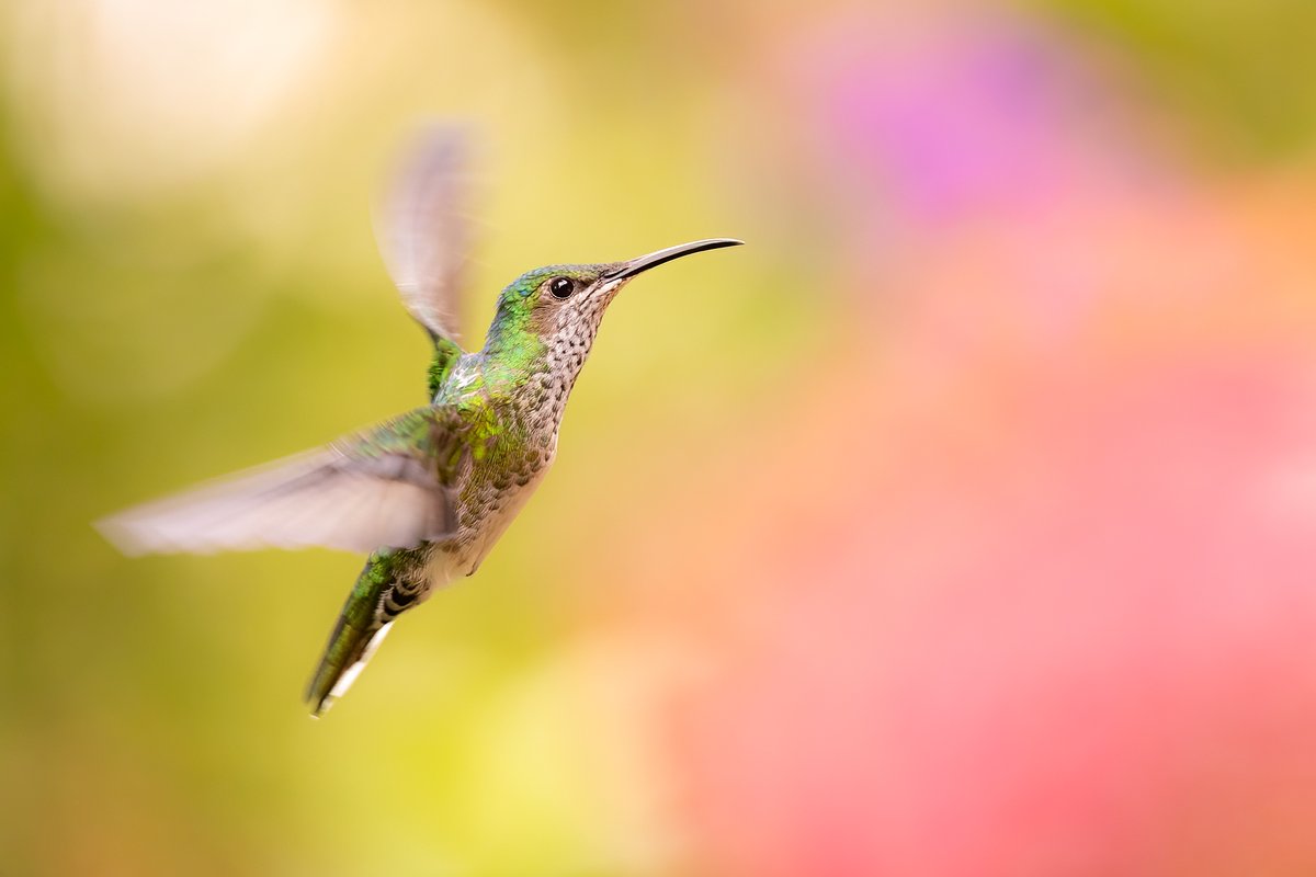 Hoy nos inspira nuestro Canon Pro Master Mario Suárez con este colibrí en vuelo.
“Debemos aprovechar la vegetación para crear atmósferas misteriosas y llenas de personalidad”.
📸 EOS R3 | RF 100-500mm | 1/1250s | f/7.1 | ISO 5000 | +1.3 Exp.