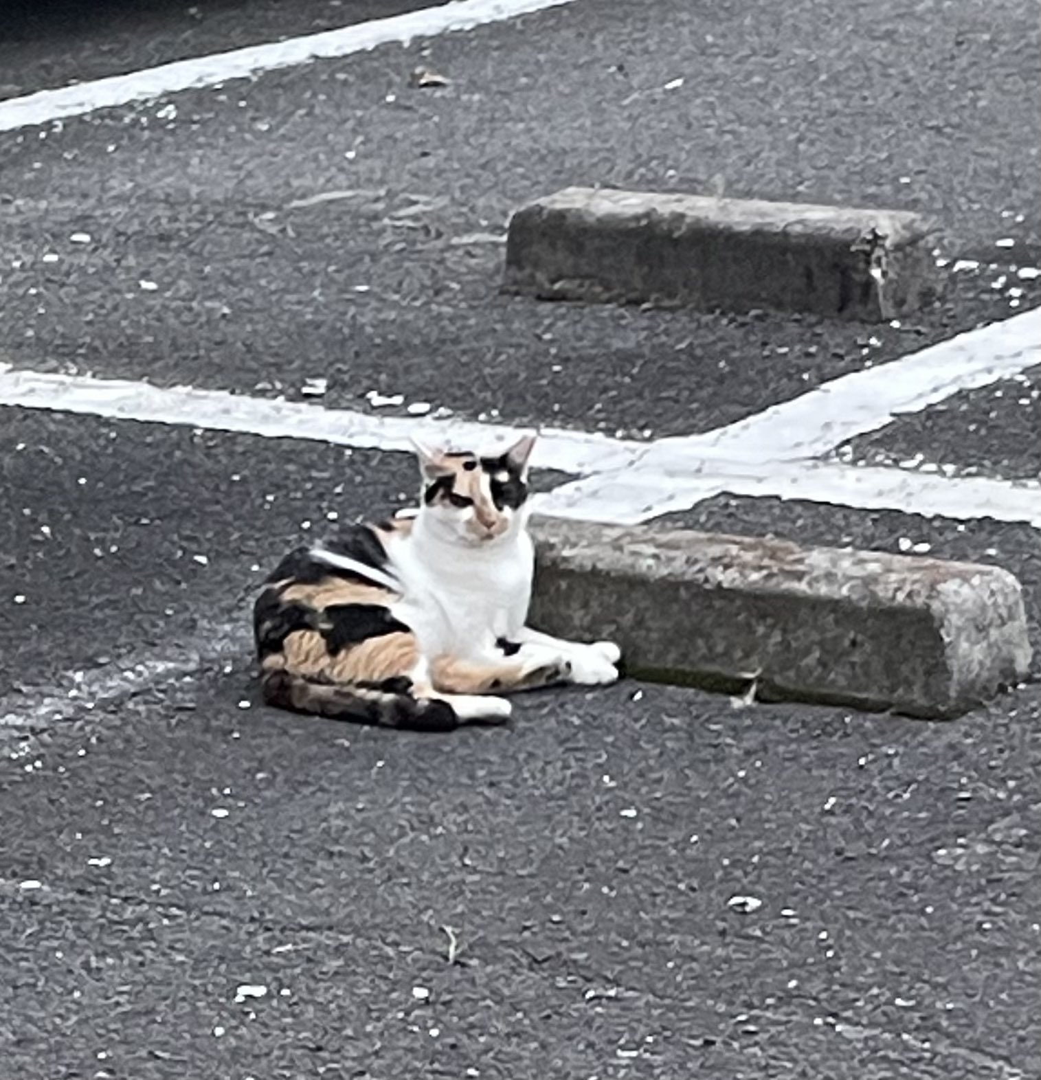 野良猫 戦ミキ on X: 