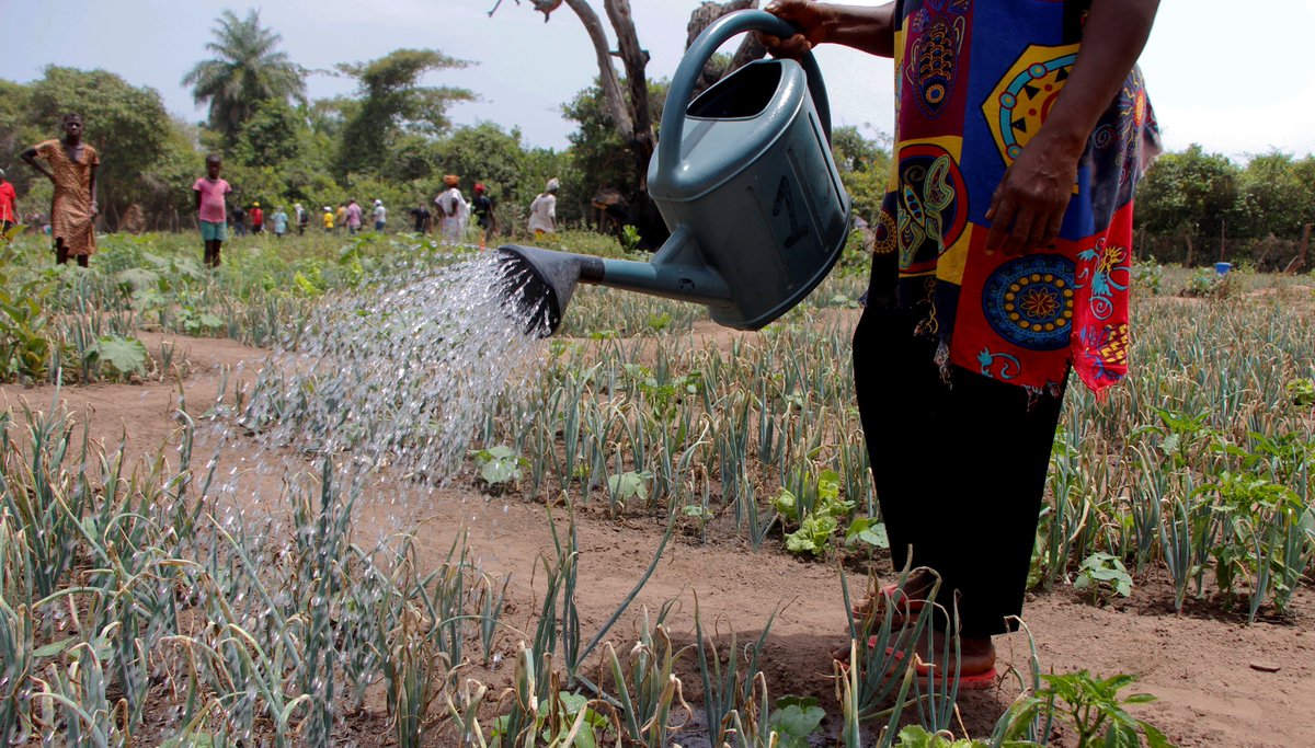 Ses avantages sont évidents, mais les petits producteurs ont souvent du mal à bénéficier d’un bon système d’irrigation 💧.

Pourtant l’irrigation pourrait leur permettre de combler le déficit alimentaire mondial – malgré la crise climatique.
