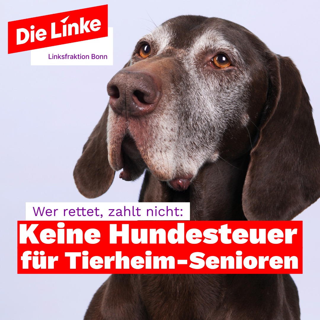 Alte Hunde haben ein Zuhause verdient! Wer einen Seniorhund (&gt;8 Jahre) aus dem Bonner Tierheim aufnimmt, zahlt in den meisten Fällen künftig keine Hundesteuer mehr. 🐶