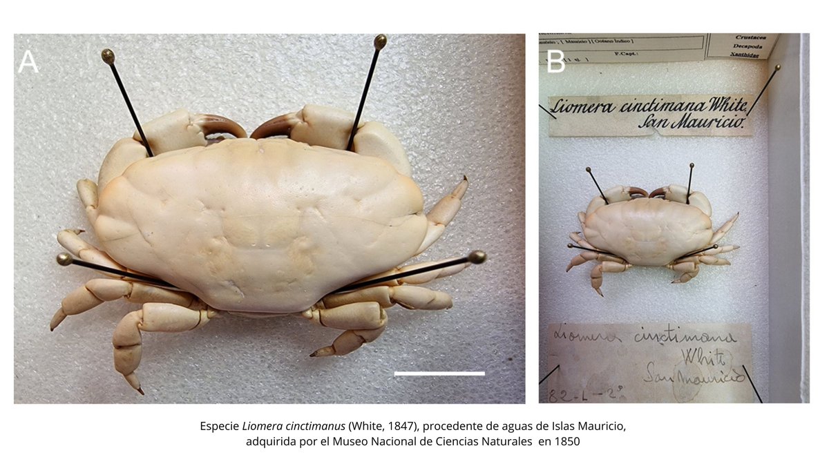 IEOoceanografia's tweet image. Un estudio taxonómico liderado por el #IEO_CSIC reidentifica más de 80 especies de cangrejos africanos de una colección depositada en el @mncn_csic hace 175 años.
🔗 tinyurl.com/bp8tddk4