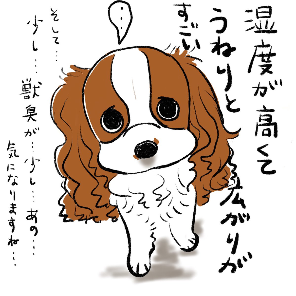 湿度の高い日が続きますね。くせ毛と臭いが…。
#キャバリア
#犬の居る生活
#オリバーらくがき日記