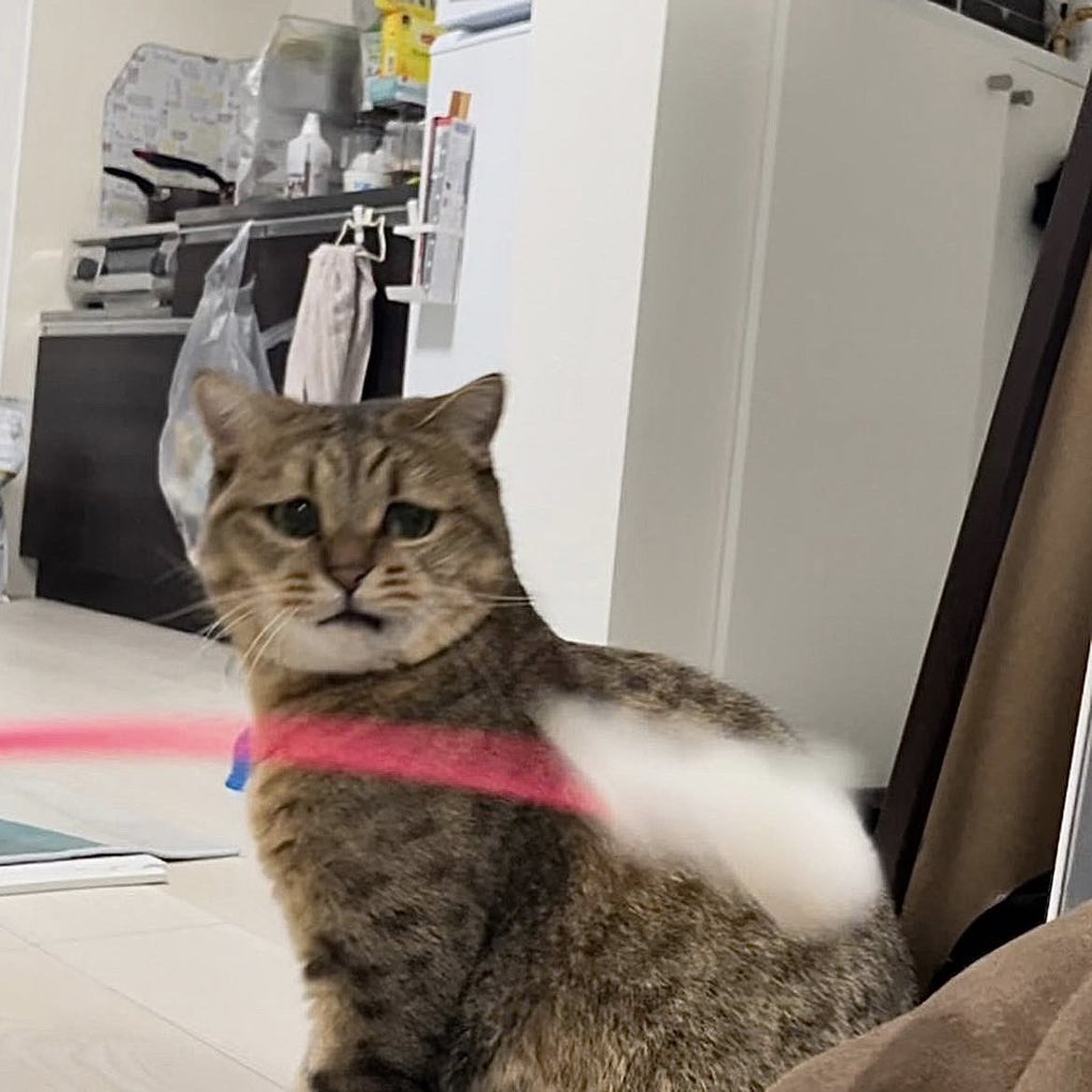 MiniraDiary's tweet image. 世にも珍しい「猫じゃらしでテンション下がる猫」