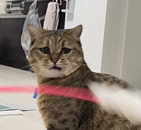 MiniraDiary's tweet image. 世にも珍しい「猫じゃらしでテンション下がる猫」