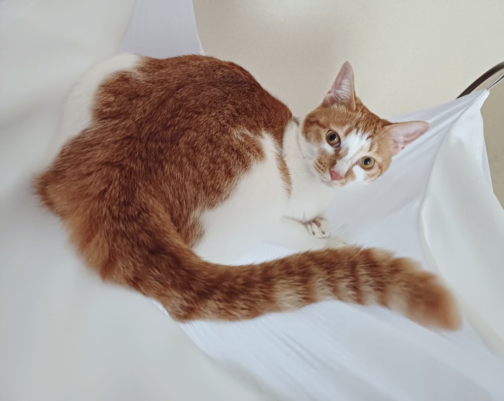 모기장 등반 경력자 고양이